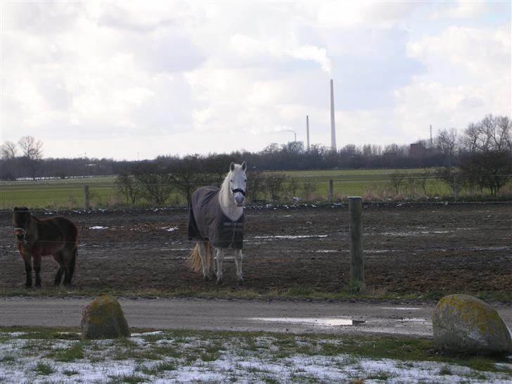 Anden særlig race Dione - Dione på Folden.. billede 8