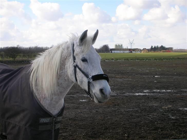 Anden særlig race Dione - <3.,- billede 9