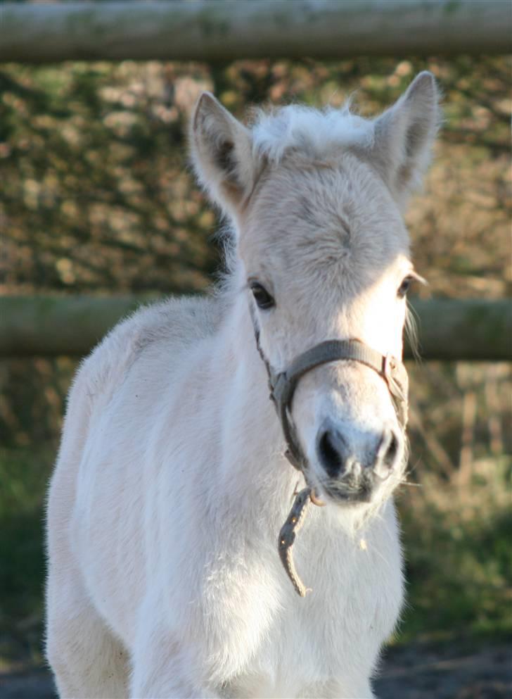 Fjordhest Mosegårdens FrøkenF billede 13