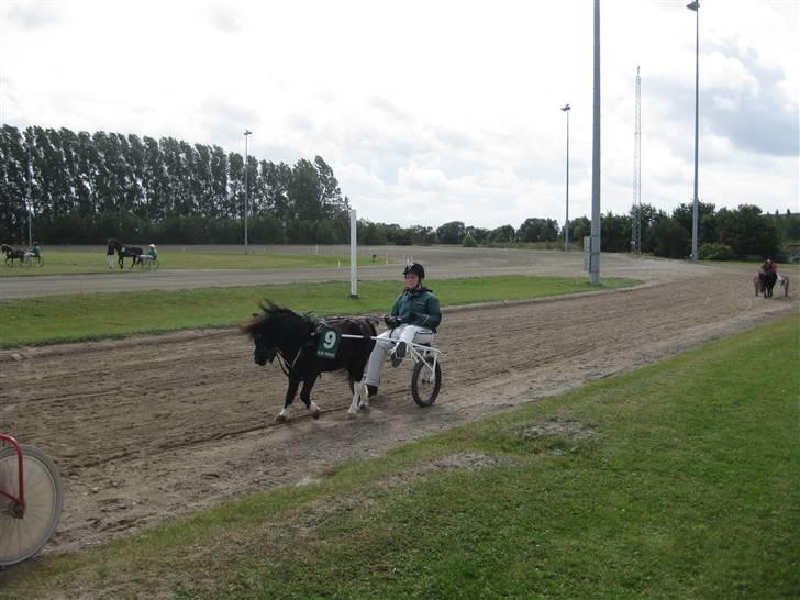 Shetlænder fryns billede 1