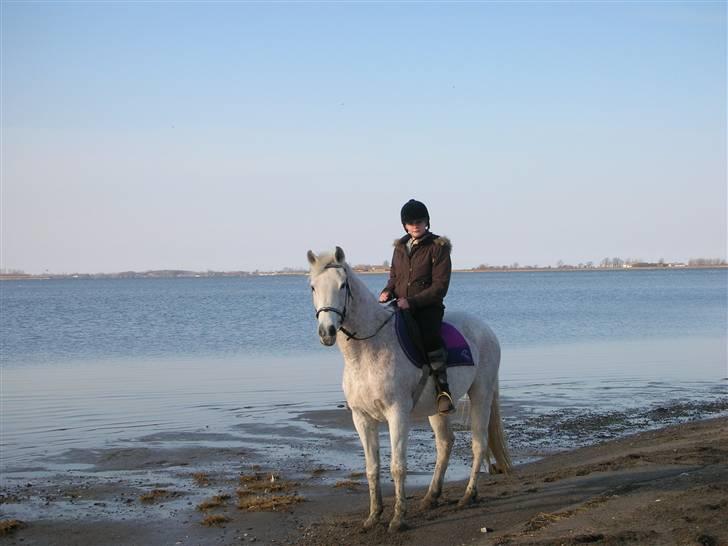 Anden særlig race Dione - Mig og Dione på Stranden. billede 11