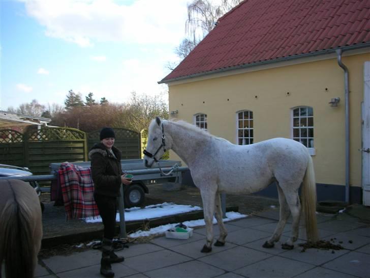 Anden særlig race Dione - Mig der skal til at strigle Dione. billede 12