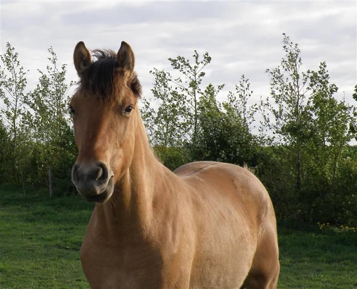 Oldenborg /Fjordhest "Max" - velkommen til Maxs profil.. er han ikk sød..  giv garne en bedømmelse, og en kommentar billede 1