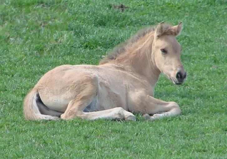 Oldenborg /Fjordhest "Max" - sikke lille han har været;p billede 3