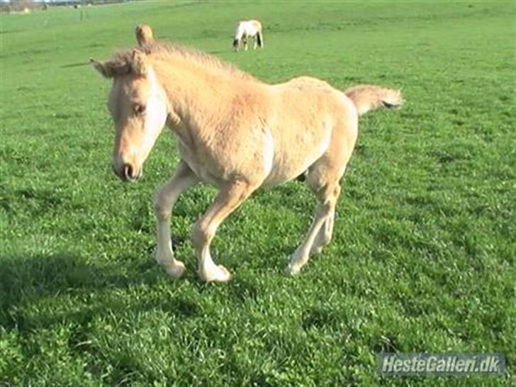 Oldenborg /Fjordhest "Max" - min lille elskede følle.. billede 4