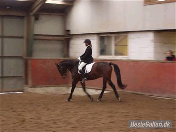 Anden særlig race Chaplin (SOLGT) - dressur billede 4