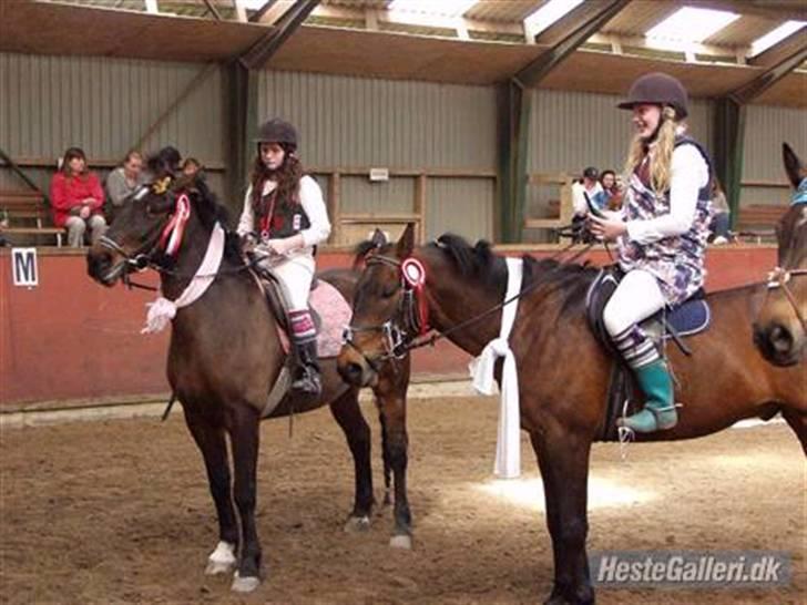 Anden særlig race Chaplin (SOLGT) - 1 plas <3 billede 5