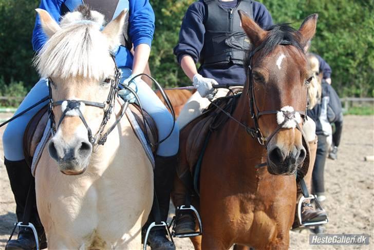 Anden særlig race May-day<3 *solgt* - smil til cameraet B-D billede 3