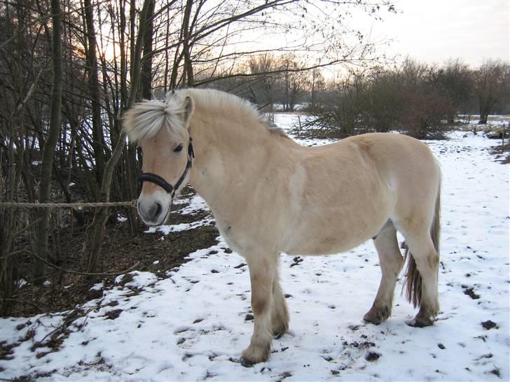 Fjordhest Pablo  - Det var nogle af de sidste billeder vi tog af dig, imens du stadig stod på Gården.. som var dit hjem i over 10 år... billede 5