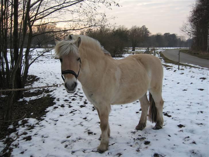 Fjordhest Pablo  - Pablo<3  elsker dig skath... billede 6