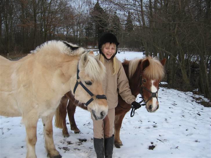 Fjordhest Pablo  - Pablo, med Sasha og Chalotte... billede 11