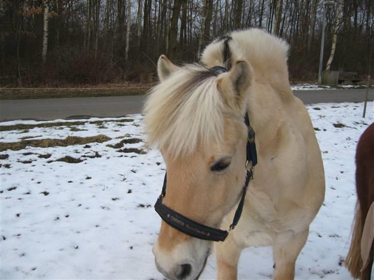 Fjordhest Pablo  - Du så så trist ud da vi kørte...:´( billede 12