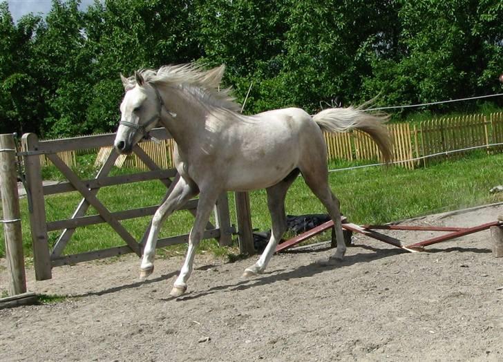 Anden særlig race Kosmo van Klaverborch - 09. billede 10