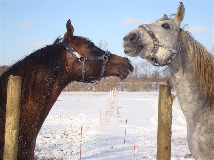 Arabisk fuldblod (OX) Flamann <3 R.I.P 12.12.17 - Flamann <3 d. 29.mar.2010 billede 3