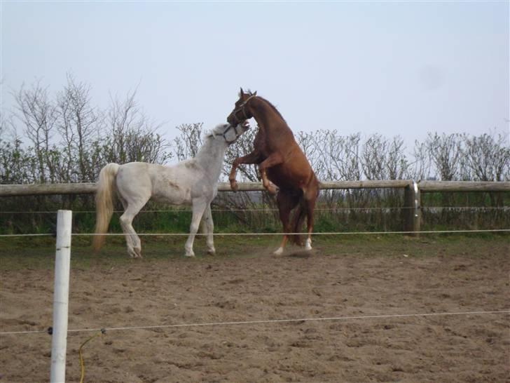 Arabisk fuldblod (OX) Flamann <3 R.I.P 12.12.17 - Shahroun (28 år) & Flamann (15 år) XD Gamle heste kan skam også ;P  - 13/4-09 billede 6