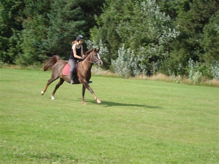 Arabisk fuldblod (OX) Flamann <3 R.I.P 12.12.17 - En frisk galop (hvis det er det? ;P ) på marken ved walkieklubben d. 23.aug. 2009  <´33   - Foto: Signe billede 7