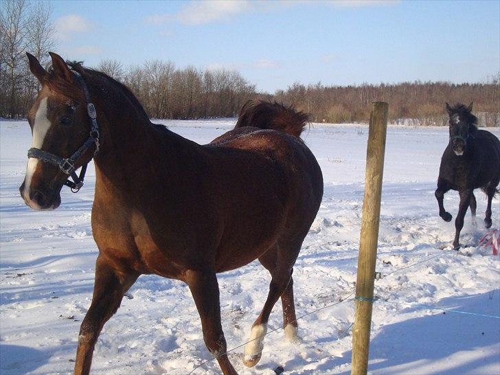 Arabisk fuldblod (OX) Flamann <3 R.I.P 12.12.17 - D. 19.feb.11  Flamann <3 billede 9