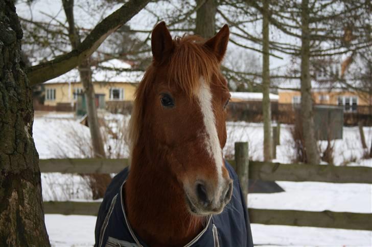 New Forest Magic skønager!<3 - Årh du er så fin min skath!! <3 Billed taget af Maria (: billede 8