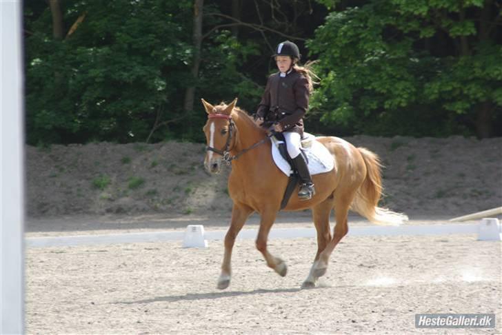 New Forest Magic skønager!<3 - Stævne.. 08 billede 12