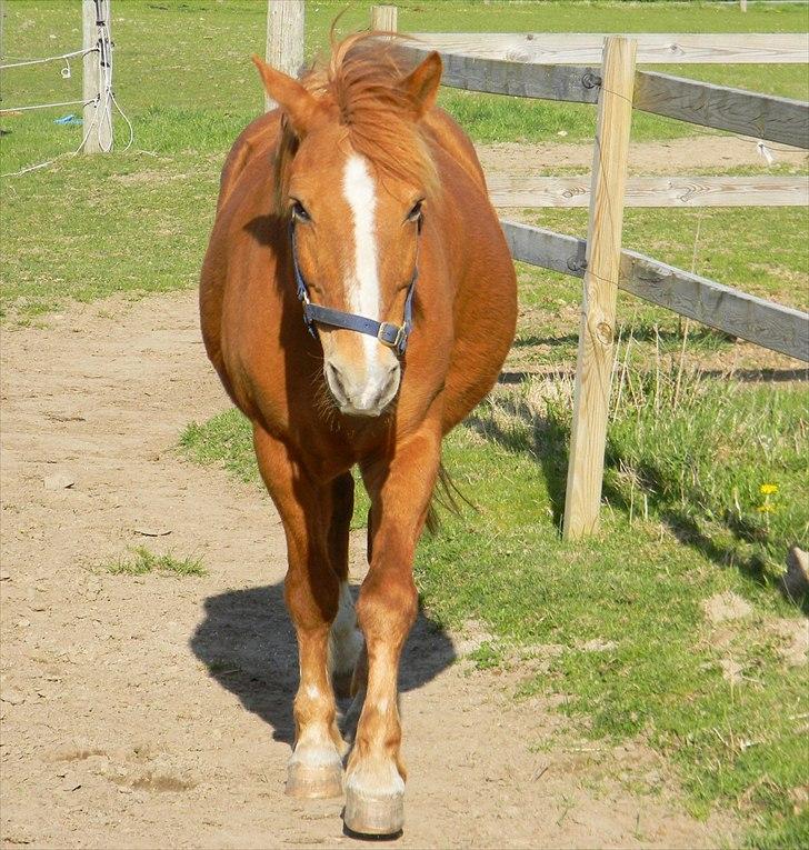 New Forest Magic skønager!<3 - 29/4 2011 I We are the perfect 2 I - Billed: Mig billede 13