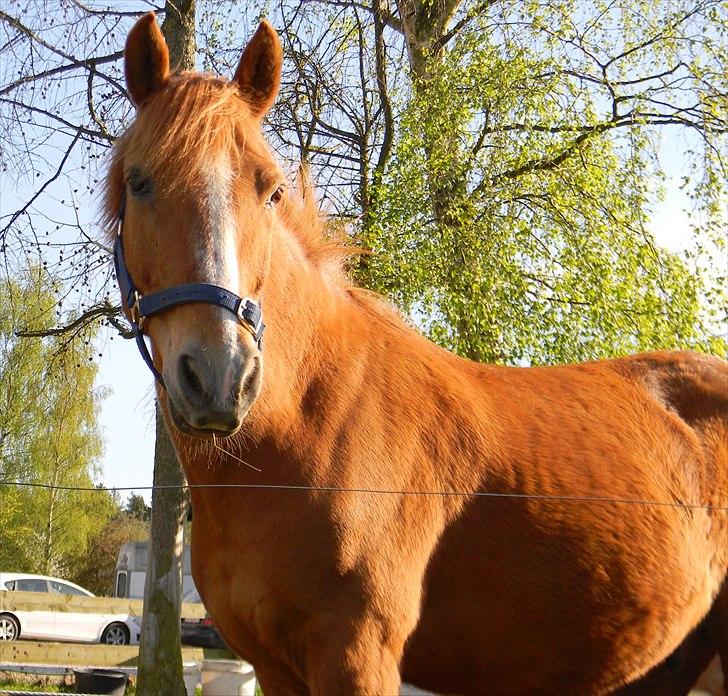 New Forest Magic skønager!<3 - 29/4 2011<3 I billed: Mig I billede 15