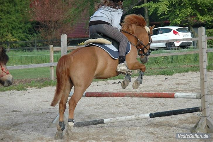 New Forest Magic skønager!<3 - Lidt hygge spring der hjemme (10) Billed taget af: Freia Jensen  (: billede 16