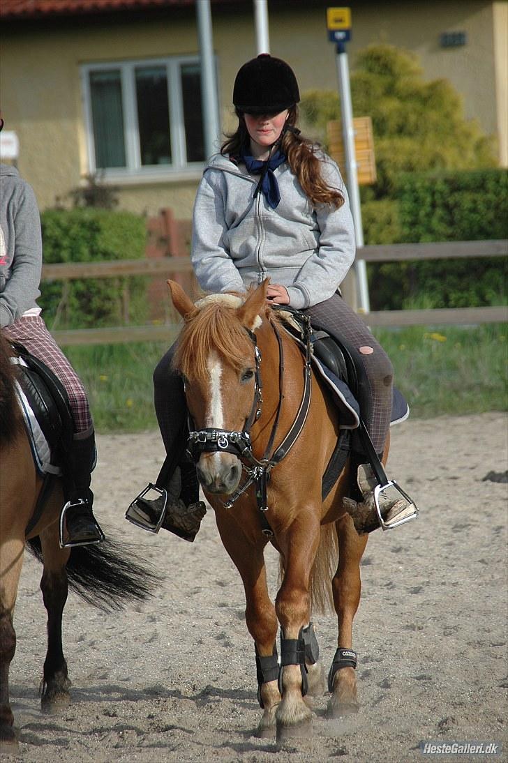 New Forest Magic skønager!<3 - Hygge med ulrikke d:<33 Billed taget af: Freia Jensen  billede 17