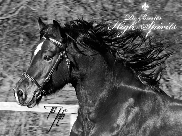 Welsh Cob (sec D) De Busies High Spirits - Drømmemulen <3 billede 1