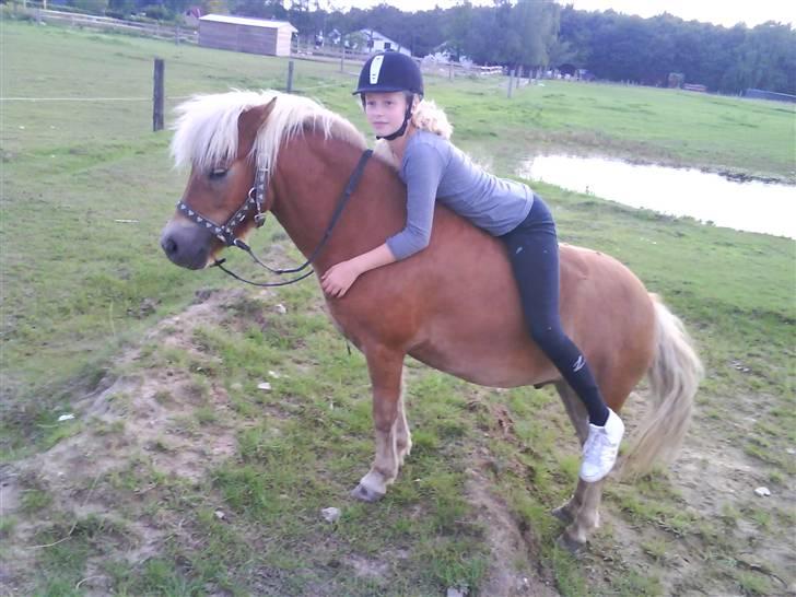 Shetlænder Frode (: *SOLGT OG SAVNES!!!!* - Signe Lebeck & Frode. billede 8