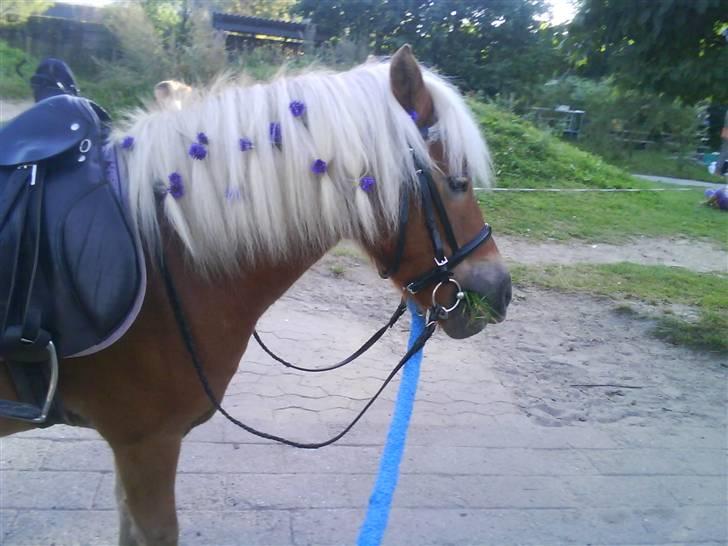 Shetlænder Frode (: *SOLGT OG SAVNES!!!!* - Til pony træk! d; billede 9