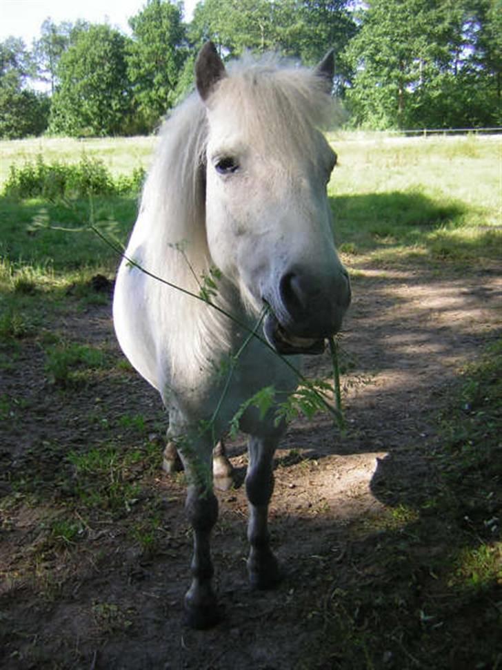 Shetlænder Laban (Hans Eriks) - <3<3<3<3<3<3<3<3<3<3<3<3<3<3<3<3<3<3<3<3<3<3<3<3<3<3 billede 7
