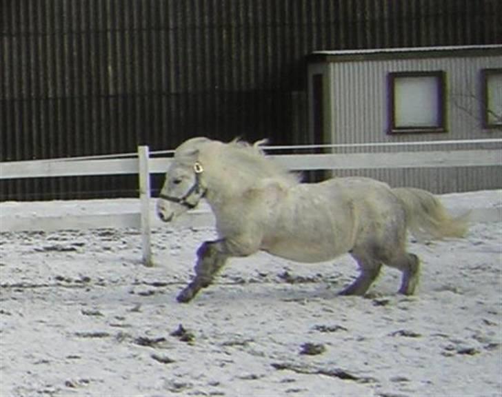 Shetlænder Laban (Hans Eriks) - <3<3<3<3<3<3<3<3<3<3<3<3<3<3<3<3<3<3<3<3<3<3<3<3<3<3 billede 11