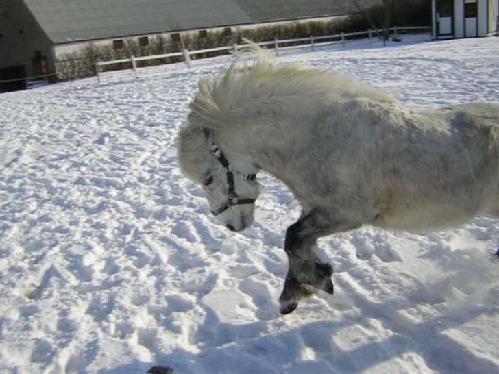 Shetlænder Laban (Hans Eriks) - <3<3<3<3<3<3<3<3<3<3<3<3<3<3<3<3<3<3<3<3<3<3<3<3<3<3 billede 12