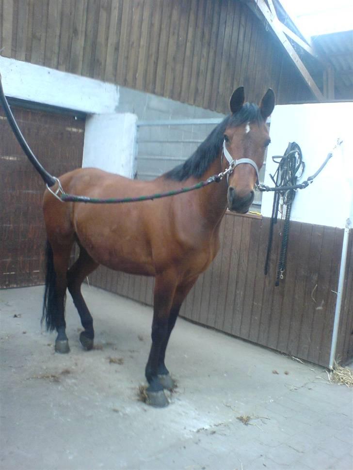 Anden særlig race starappeal billede 5