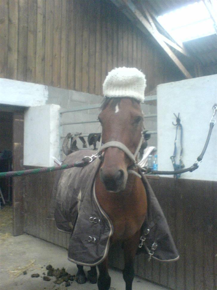 Anden særlig race starappeal - Star med hat på hovedet (det var lidt koldt) billede 6