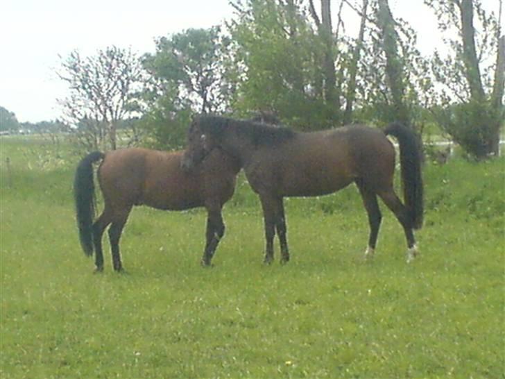 Anden særlig race starappeal billede 7