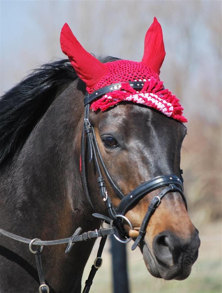 Dansk Varmblod GoldenEye<3<3<3 Himmelhest <3 - 7/4-2010 Hyggeridning på ridebanen... billede 13