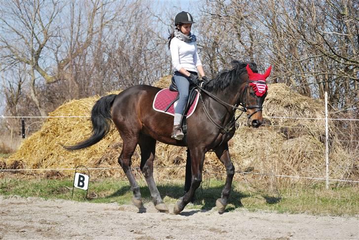 Dansk Varmblod GoldenEye<3<3<3 Himmelhest <3 - 7-4-2010 billede 15