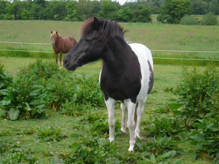 Anden særlig race James Willy Jones - R.I.P billede 1