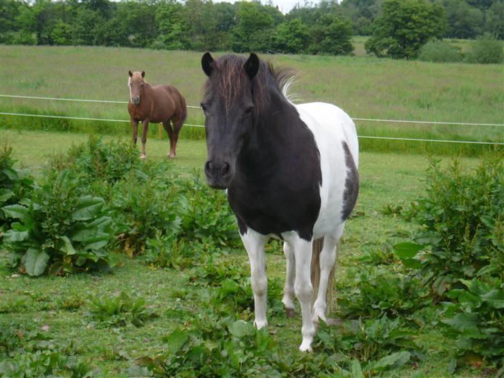 Anden særlig race James Willy Jones - R.I.P billede 2