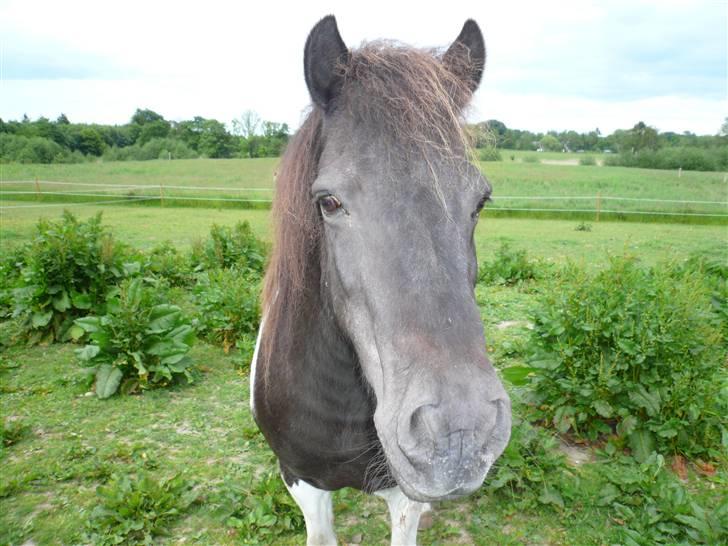 Anden særlig race James Willy Jones - R.I.P billede 3