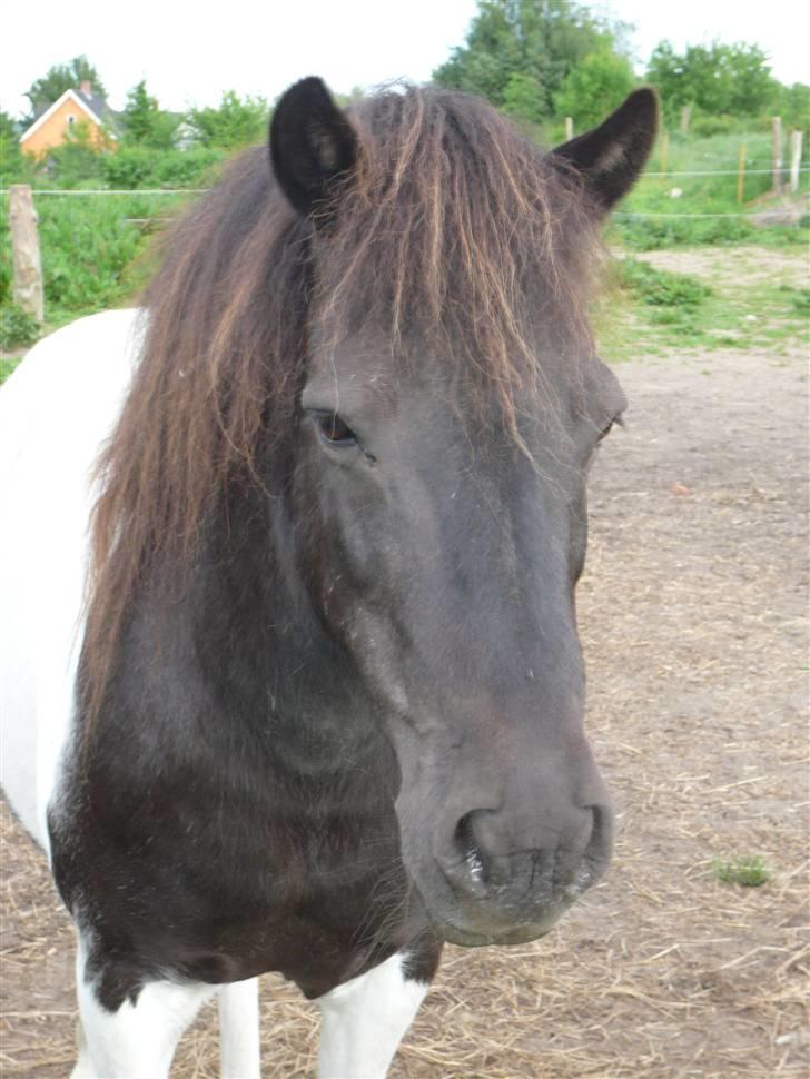 Anden særlig race James Willy Jones - R.I.P billede 4