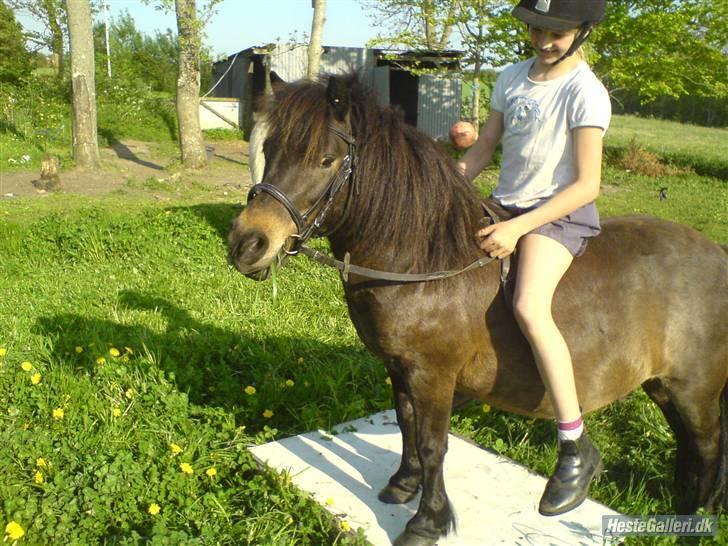 Shetlænder tarzan<33 - tazan har vist lige fået øje på emma:) billede 17