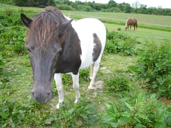 Anden særlig race James Willy Jones - R.I.P billede 5