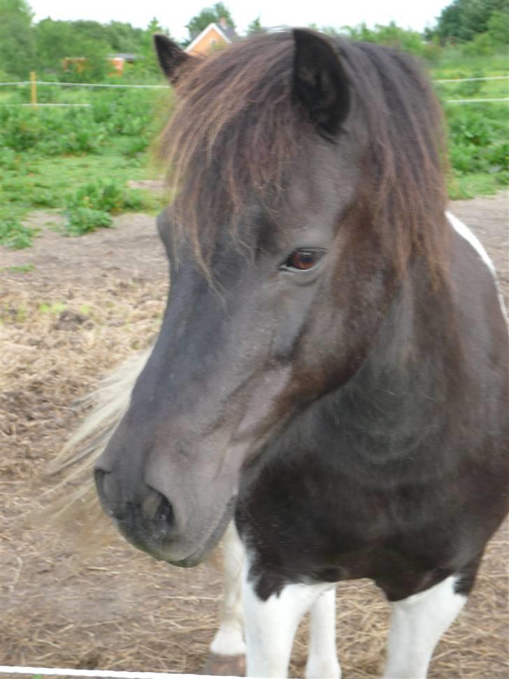 Anden særlig race James Willy Jones - R.I.P billede 6