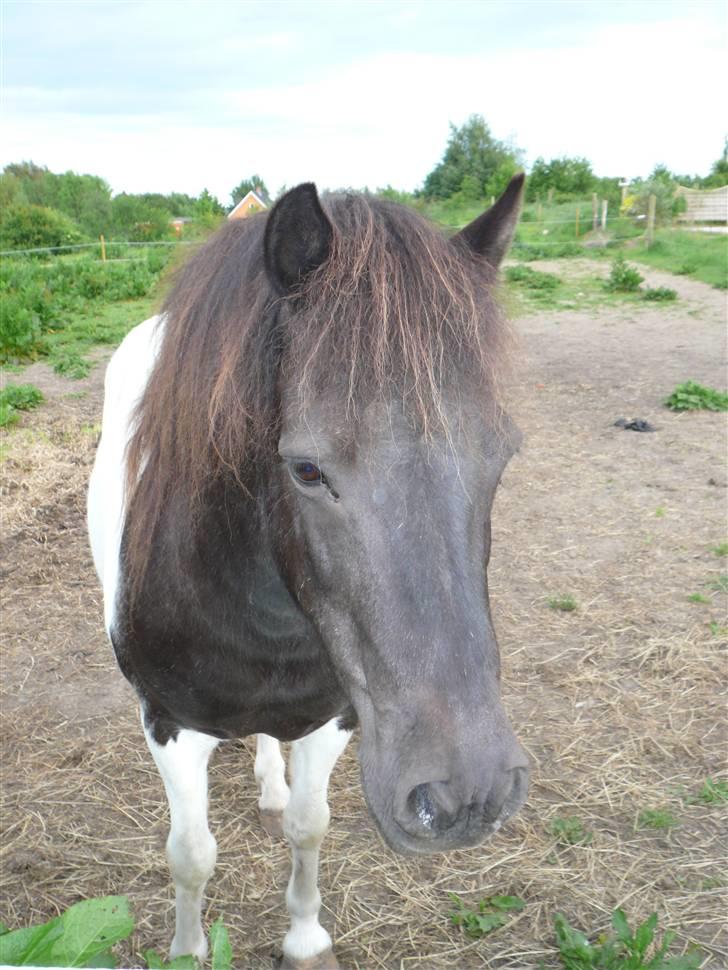 Anden særlig race James Willy Jones - R.I.P billede 7