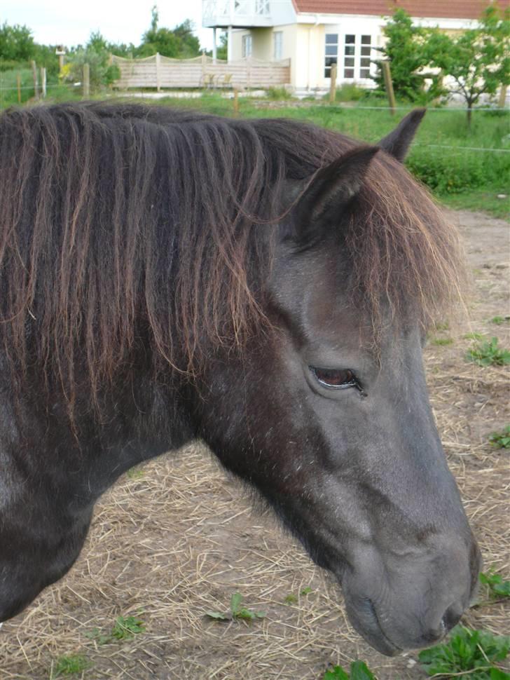 Anden særlig race James Willy Jones - R.I.P billede 8
