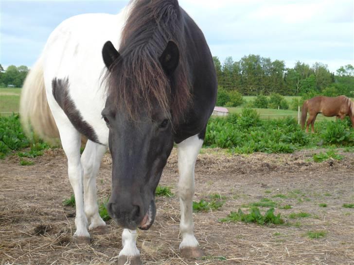 Anden særlig race James Willy Jones - R.I.P billede 9