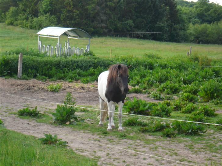 Anden særlig race James Willy Jones - R.I.P billede 10