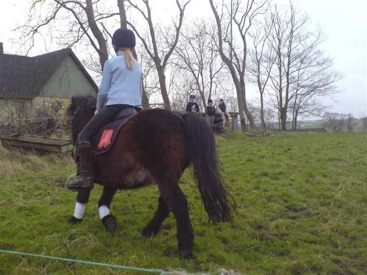 Shetlænder tarzan<33 billede 18